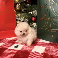 Apricot boo bear, a male Pomeranian for sale in Los Angeles, CA – Photo 4 of 6