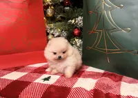 Apricot boo bear, a male Pomeranian for sale in Los Angeles, CA – Photo 4 of 6