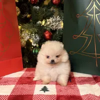 Apricot boo bear, a male Pomeranian for sale in Los Angeles, CA – Photo 5 of 6