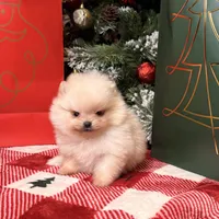 Apricot boo bear, a male Pomeranian for sale in Los Angeles, CA – Photo 6 of 6