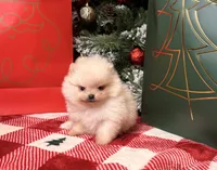 Apricot boo bear, a male Pomeranian for sale in Los Angeles, CA – Photo 6 of 6