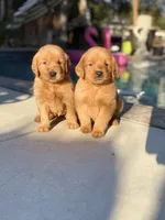 Golden girl 🌻🐾, a female Golden Retriever for sale in Los Angeles, CA – 2 of 4