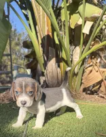 Beautiful rare  blue tri boy , a male Beagle for sale in Los Angeles, CA – 2 of 2