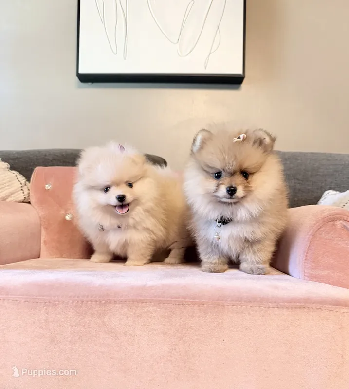 AKC Rose 🌹 bear – Pomeranian puppy for sale in Los Angeles, CA