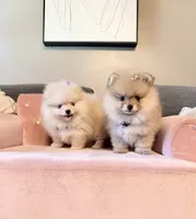 AKC Rose 🌹 bear, a female Pomeranian for sale in Los Angeles, CA – 1 of 2