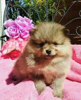 AKC happy boy , a male Pomeranian for sale in Los Angeles, CA – 3 of 3
