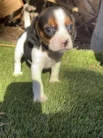Daisy 🌼 pocket , a female Beagle for sale in Los Angeles, CA – 3 of 3