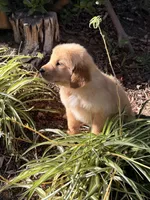 Light Golden boy , a male Golden Retriever for sale in Los Angeles, CA – 2 of 9