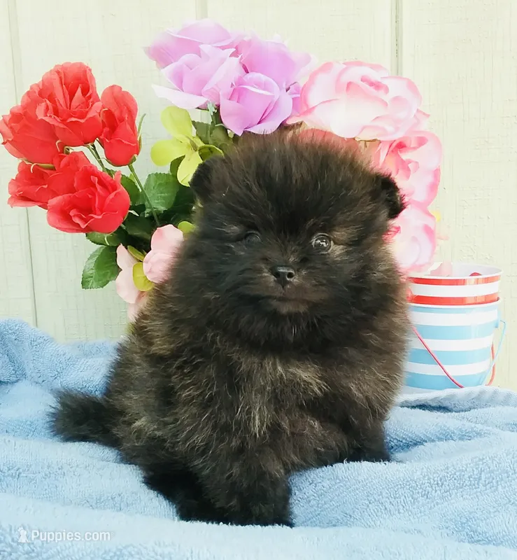  Brindle cheetah boy rare  – Pomeranian puppy for sale in Los Angeles, CA