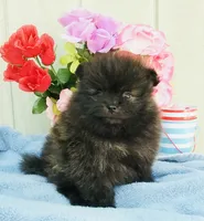  Brindle cheetah boy rare , a male Pomeranian for sale in Los Angeles, CA – 1 of 3