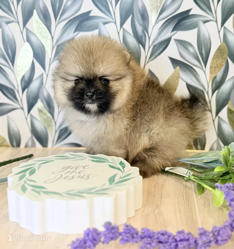 Sable bear  – Pomeranian puppy for sale in Los Angeles, CA