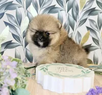 Sable bear , a male Pomeranian for sale in Los Angeles, CA – Photo 3 of 4