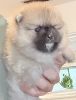 Sable bear , a male Pomeranian for sale in Los Angeles, CA – Photo 2 of 4