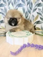 Sable bear , a male Pomeranian for sale in Los Angeles, CA – Photo 4 of 4