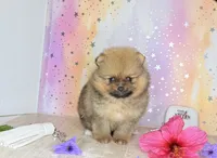 Romeo bear 🐻 , a male Pomeranian for sale in Los Angeles, CA – 1 of 4