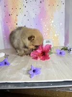 Romeo bear 🐻 , a male Pomeranian for sale in Los Angeles, CA – 4 of 4