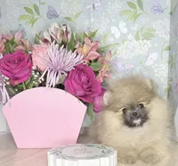 Sable bear , a male Pomeranian for sale in Los Angeles, CA – 4 of 8