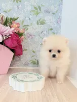 Sunshine boy , a male Pomeranian for sale in Los Angeles, CA – 3 of 3