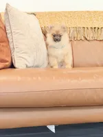 Sable bear , a male Pomeranian for sale in Los Angeles, CA – 1 of 10