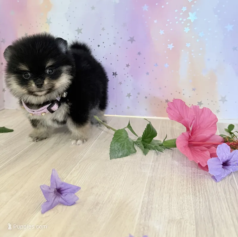 Tiny Jazmin flower 💐  – Pomeranian puppy for sale in Los Angeles, CA