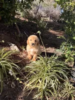 Light Golden boy , a male Golden Retriever for sale in Los Angeles, CA – 3 of 9