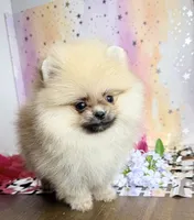Paisley 💐 , a female Pomeranian for sale in Los Angeles, CA – 3 of 4