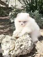 Blue eyed ice bear, a male Pomeranian for sale in Los Angeles, CA – 4 of 4