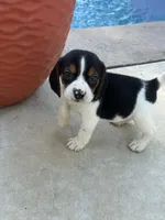 Atta boy , a male Beagle for sale in Los Angeles, CA – 2 of 4