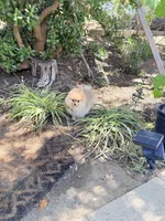 Boo bear teddy Pom , a male Pomeranian for sale in Los Angeles, CA – 2 of 5