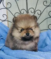  AKC Tiny chippet bear Pom, a female Pomeranian for sale in Los Angeles, CA – Photo 3 of 3