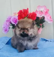  AKC Tiny chippet bear Pom, a female Pomeranian for sale in Los Angeles, CA – Photo 2 of 3