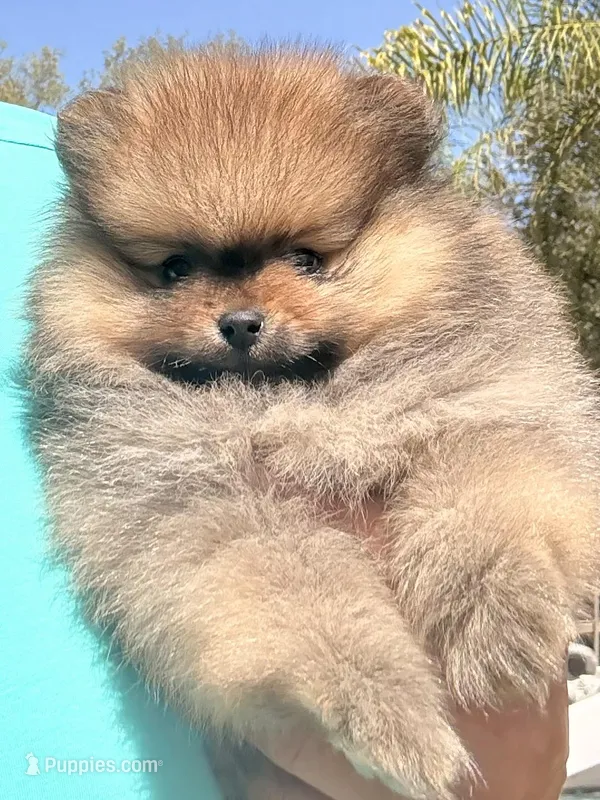  AKC Tiny chippet bear Pom – Pomeranian puppy for sale in Los Angeles, CA
