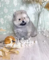 Silver bells 🔔 , a male Pomeranian for sale in Los Angeles, CA – 2 of 3