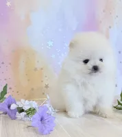 Pedal 🌺 , a female Pomeranian for sale in Los Angeles, CA – 2 of 6