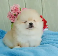 Cream girl 🌸 , a female Pomeranian for sale in Los Angeles, CA – 2 of 2