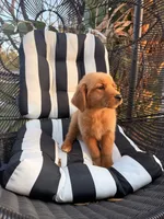 Golden boy , a female Golden Retriever for sale in Los Angeles, CA – 3 of 4