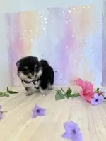 Tiny Jazmin flower 💐 , a female Pomeranian for sale in Los Angeles, CA – 4 of 4