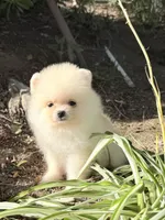 Sunshine boy , a male Pomeranian for sale in Los Angeles, CA – 2 of 3