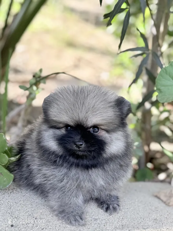 Tiny wolfie – Pomeranian puppy for sale in Los Angeles, CA
