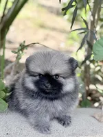 Tiny wolfie, a male Pomeranian for sale in Los Angeles, CA – 1 of 4