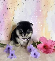 Tiny Jazmin flower 💐 , a female Pomeranian for sale in Los Angeles, CA – 3 of 4