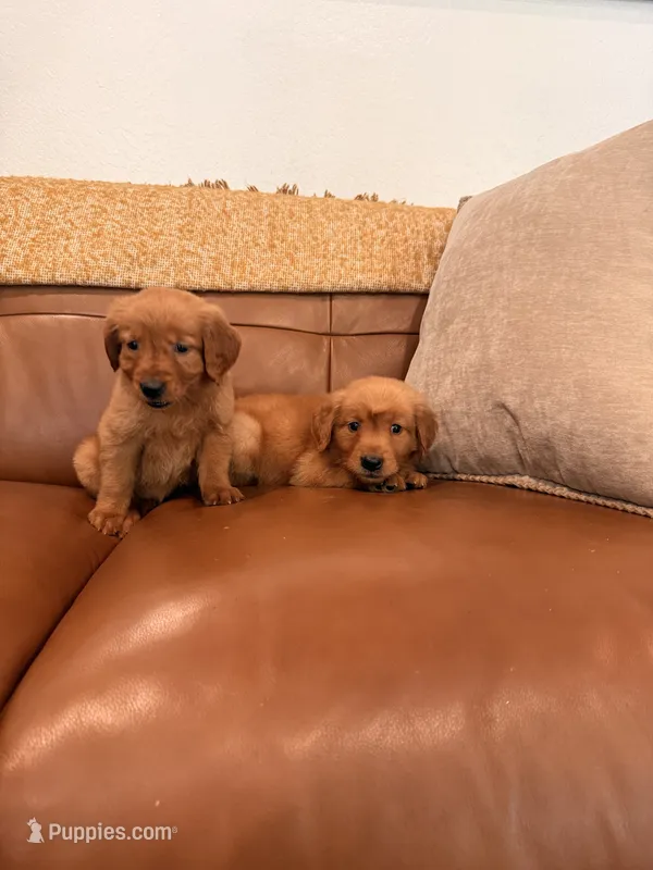 Golden girl – Golden Retriever puppy for sale in Los Angeles, CA