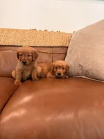 Golden girl, a female Golden Retriever for sale in Los Angeles, CA – 1 of 3