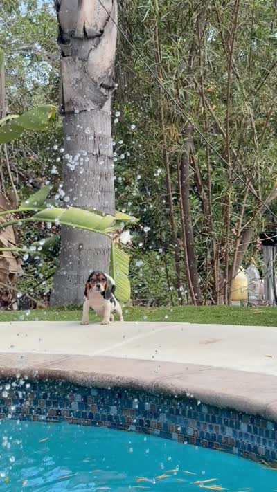 Ranger , a male Beagle for sale in Los Angeles, CA – 6 of 6