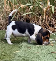 Ranger , a male Beagle for sale in Los Angeles, CA – 2 of 6