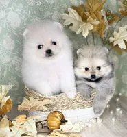 Icy bear 🐻‍❄️, a male Pomeranian for sale in Los Angeles, CA – 3 of 3