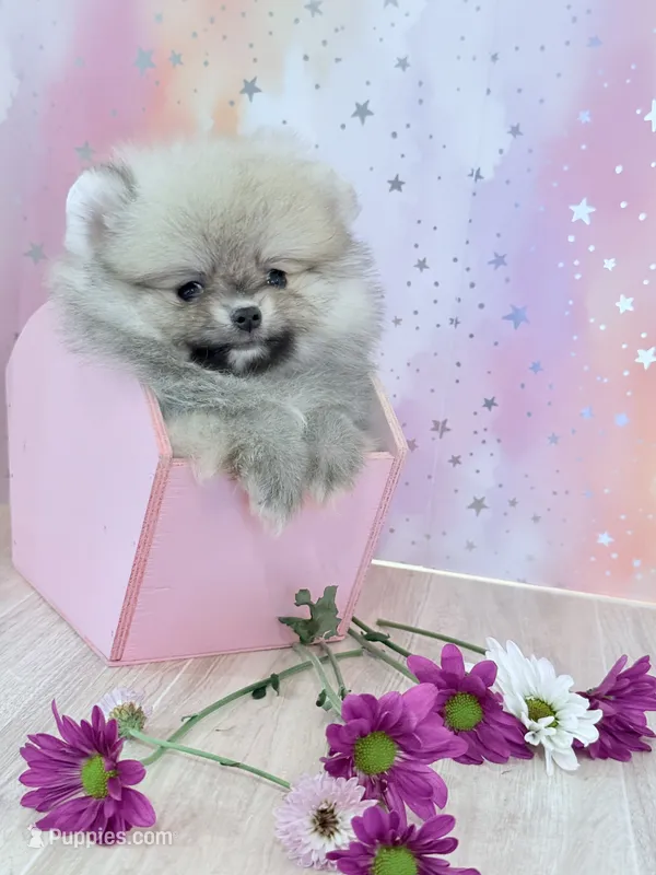 Cream sable silver boy teddy bear  – Pomeranian puppy for sale in Los Angeles, CA
