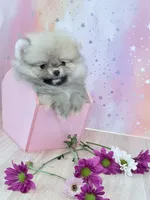 Cream sable silver boy teddy bear , a male Pomeranian for sale in Los Angeles, CA – 1 of 2