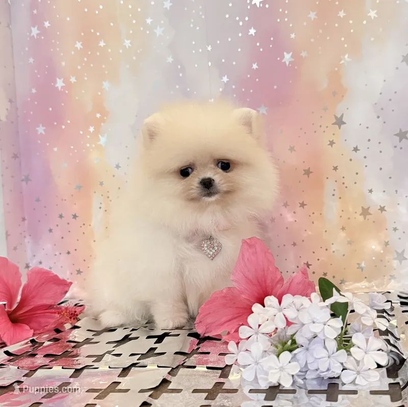 Baby doll 💖 – Pomeranian puppy for sale in Los Angeles, CA