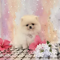 Baby doll 💖, a female Pomeranian for sale in Los Angeles, CA – 2 of 3